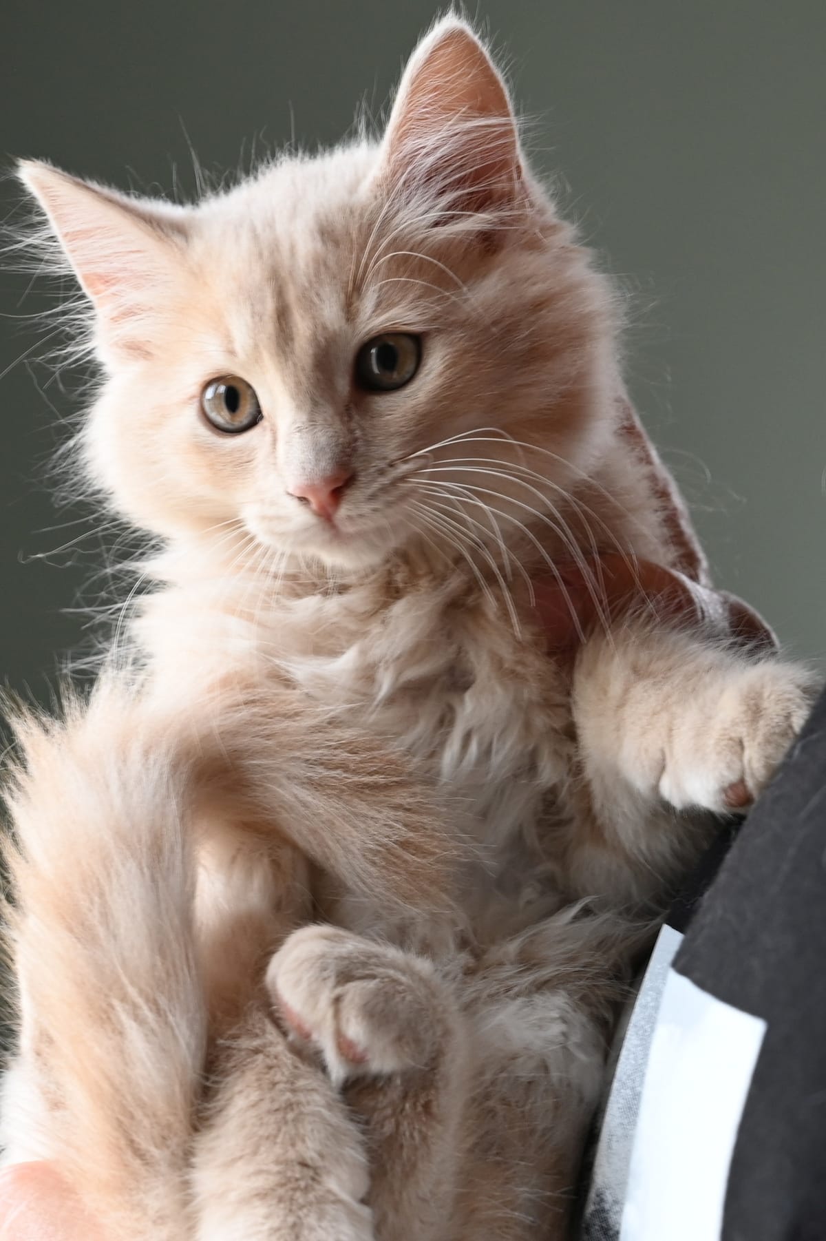 Chat crème à poils longs tenu dans les bras