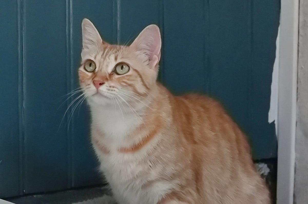 Chat roux et blanc devant une porte bleu canard