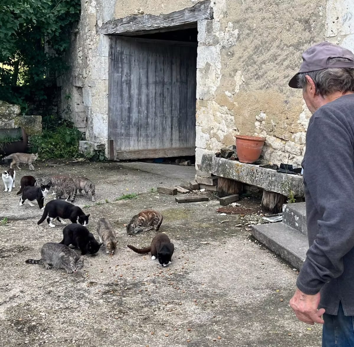 Colonie de chats nourrie devant une grange en pierre