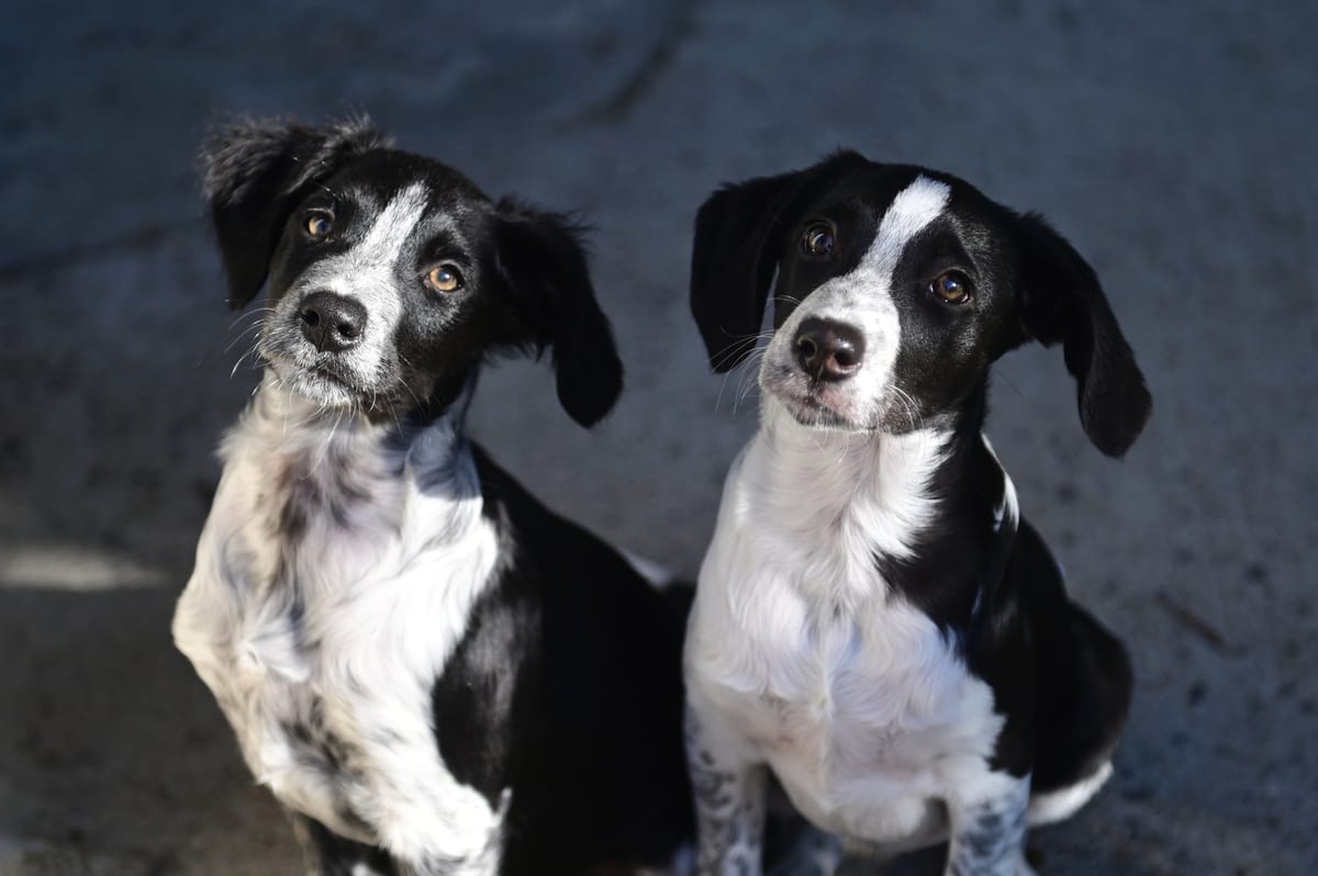Deux chiots noir et blanc recueillis par Pawprint, assis côte à côte