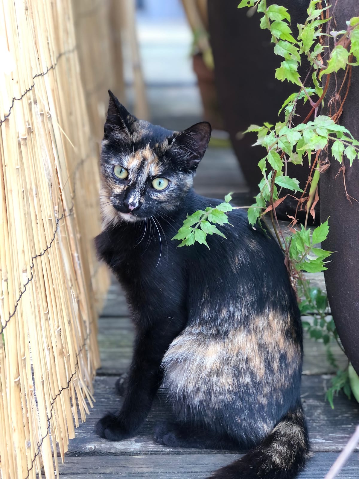 Gribouille, chatte écaille de tortue recueillie par l'association, assise près d'une vigne vierge