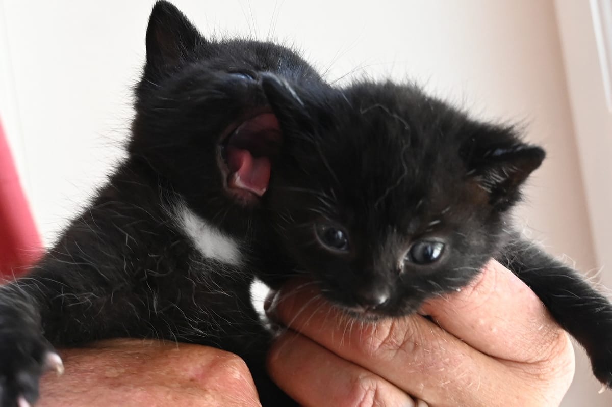 Chaton noir blotti dans des mains