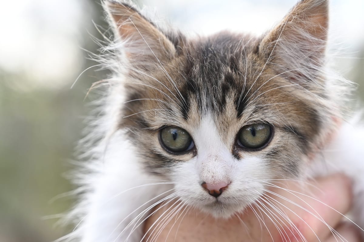 Chaton tigré à poils longs, regard clair