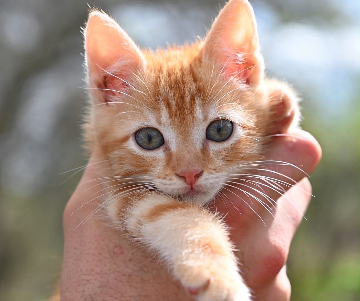 Chaton roux tenu dans une main, en extérieur