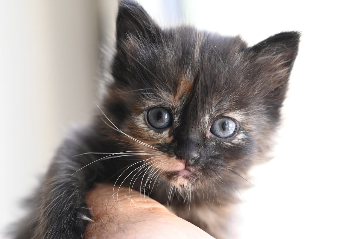 Chaton écaille de tortue tenu dans une main