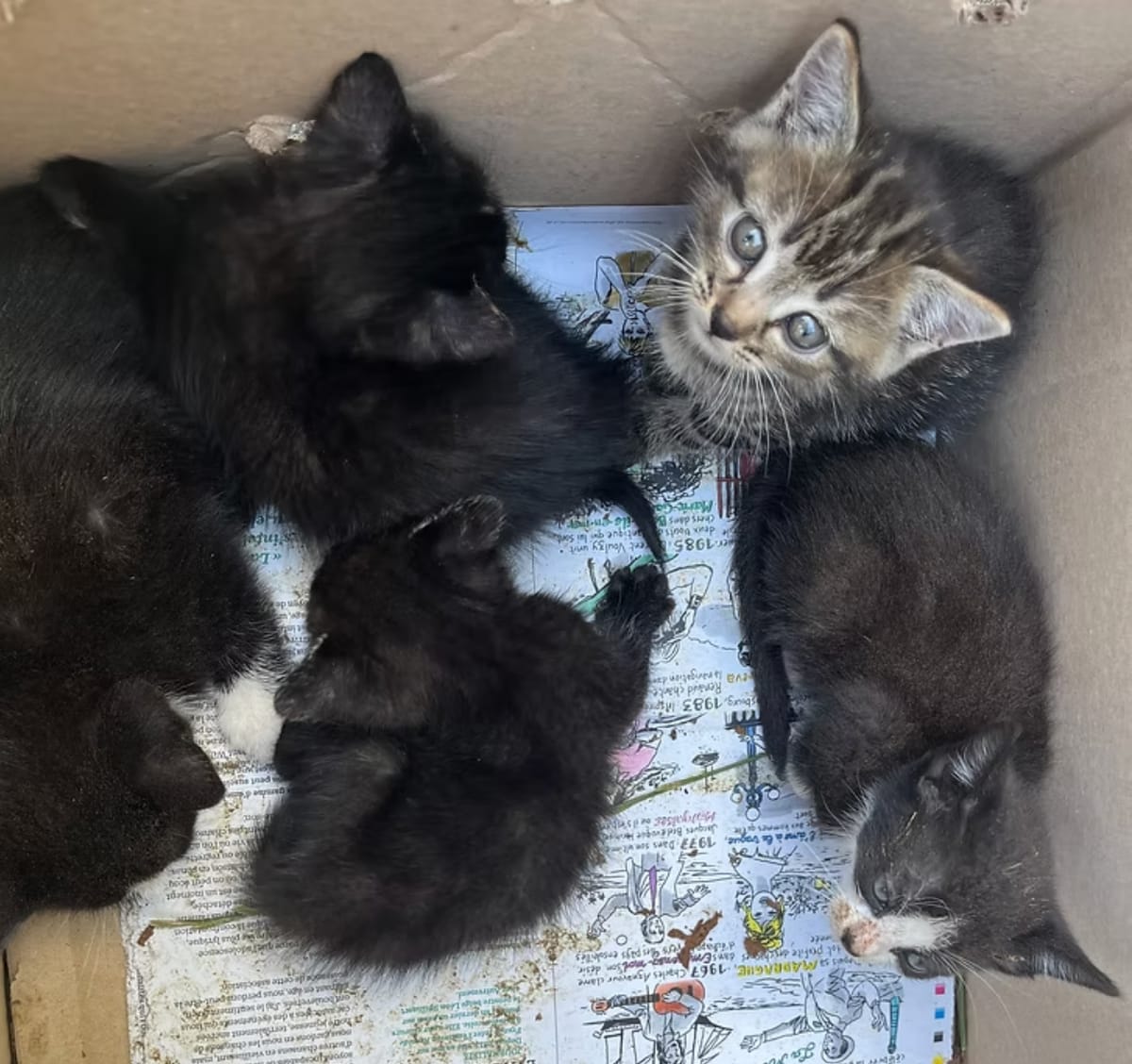 Portée de chatons trouvés dans un carton