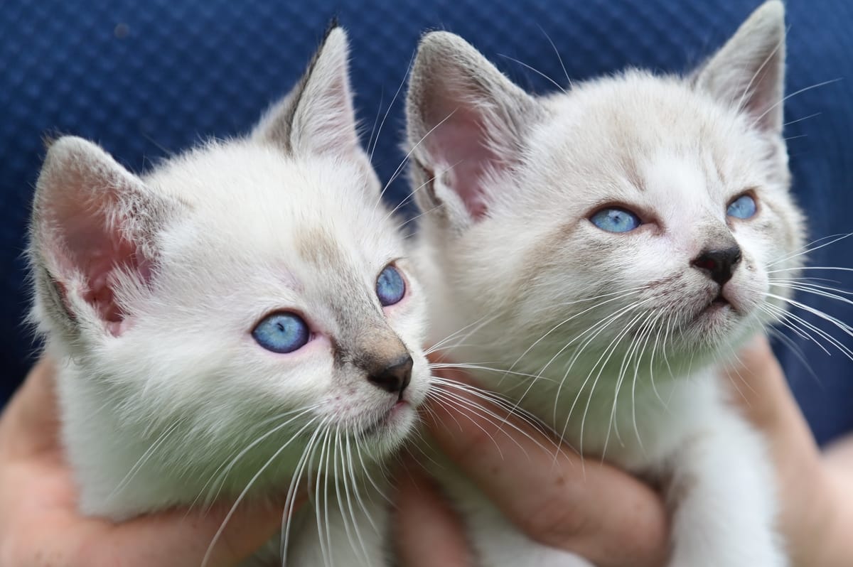 Deux chatons siamois aux yeux bleus tenus dans les mains