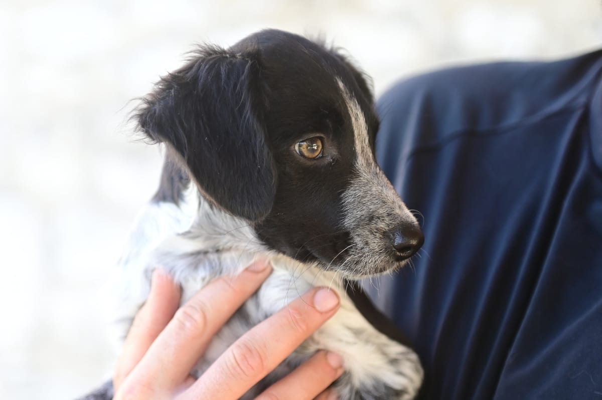 Chiot noir et blanc tenu contre un pull bleu